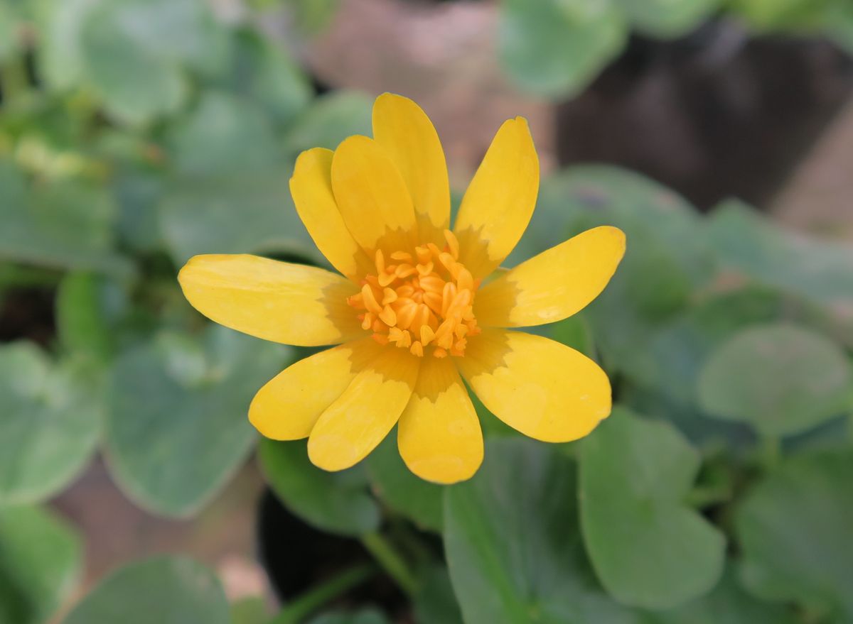 鉢植えで、冬の開花を、驚きつ～