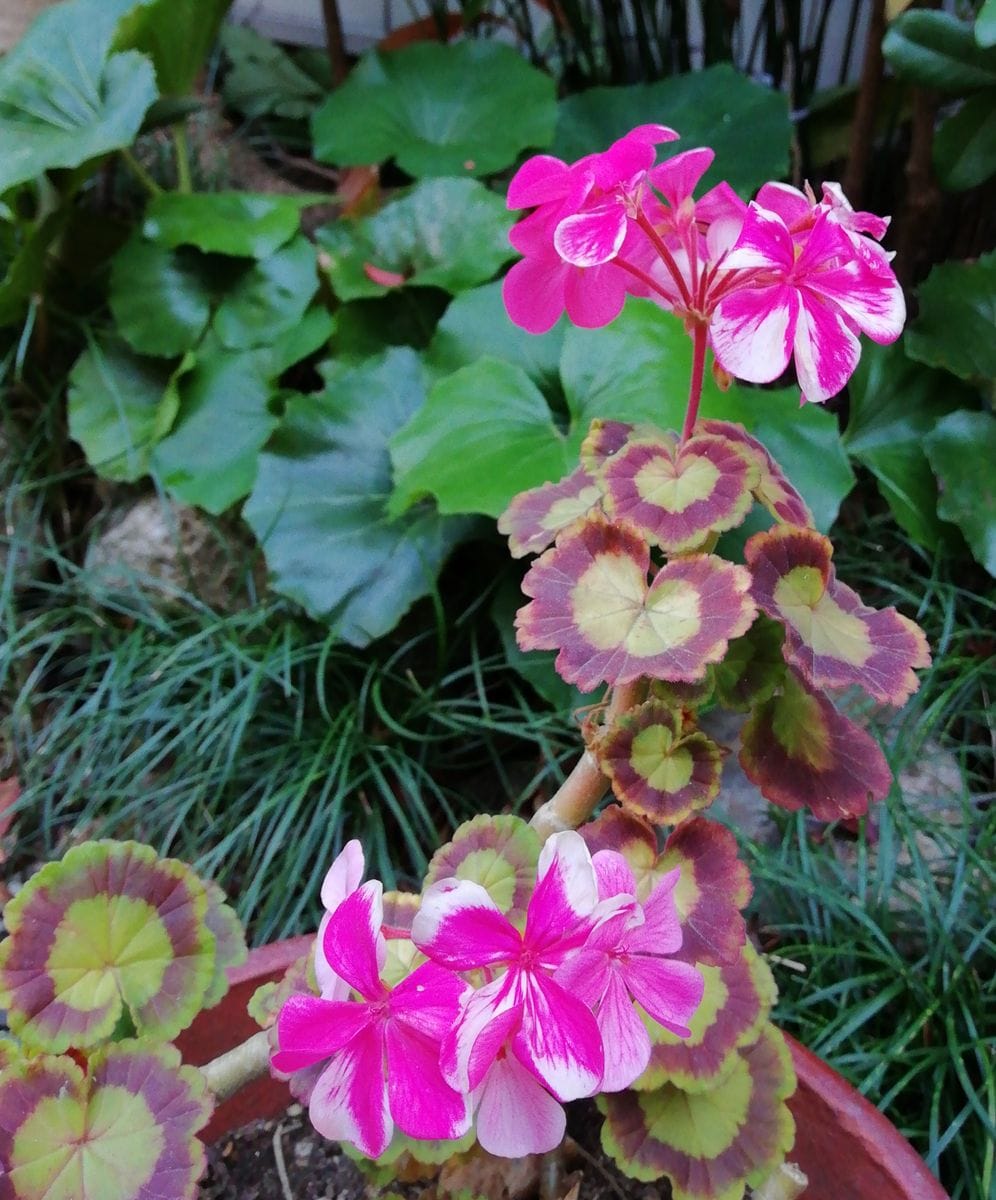 「ふゆ葵」見かけませんでしたか?　三日月の庭　花日記