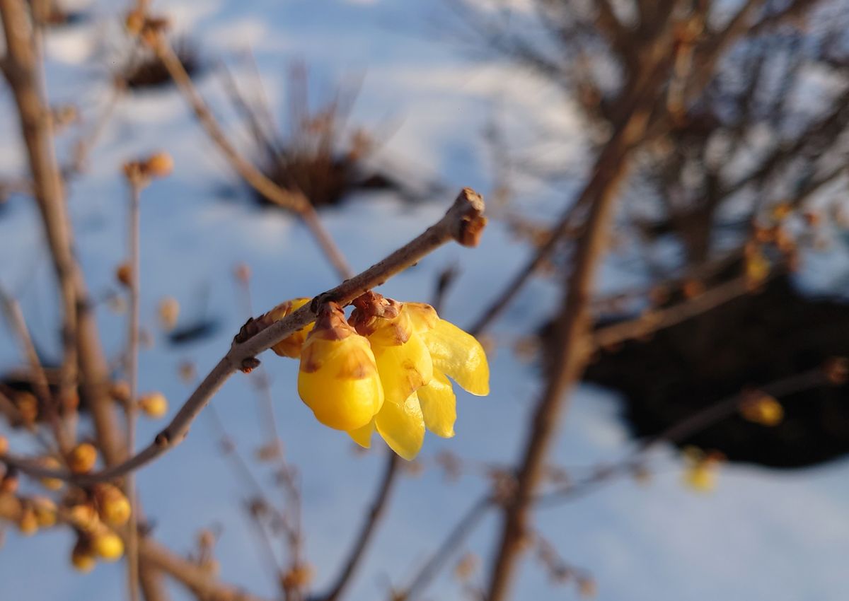 白銀の茶臼岳