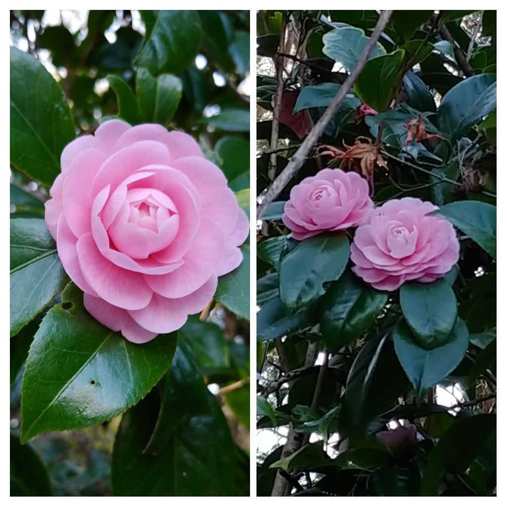 今日の花　椿