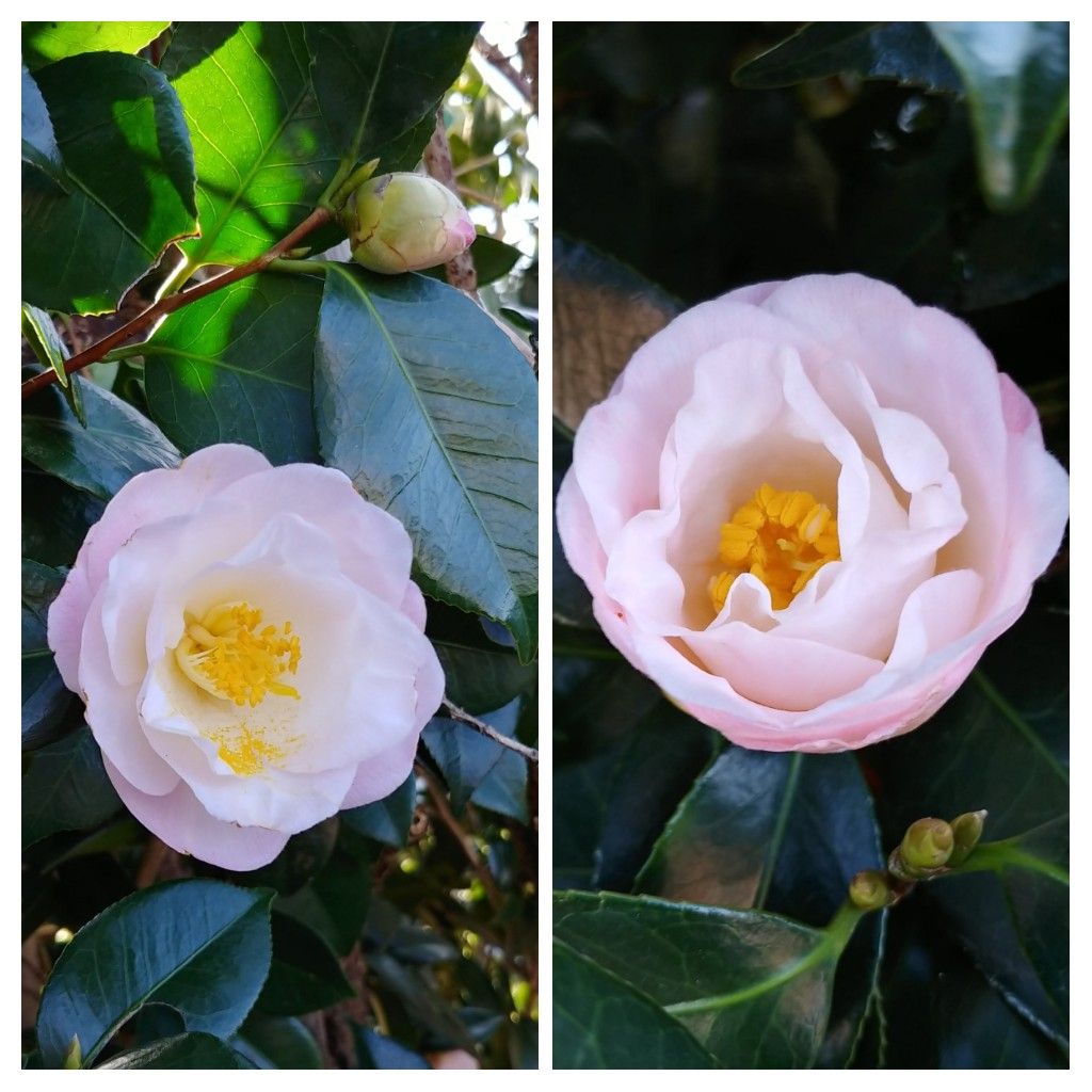 今日の花　椿