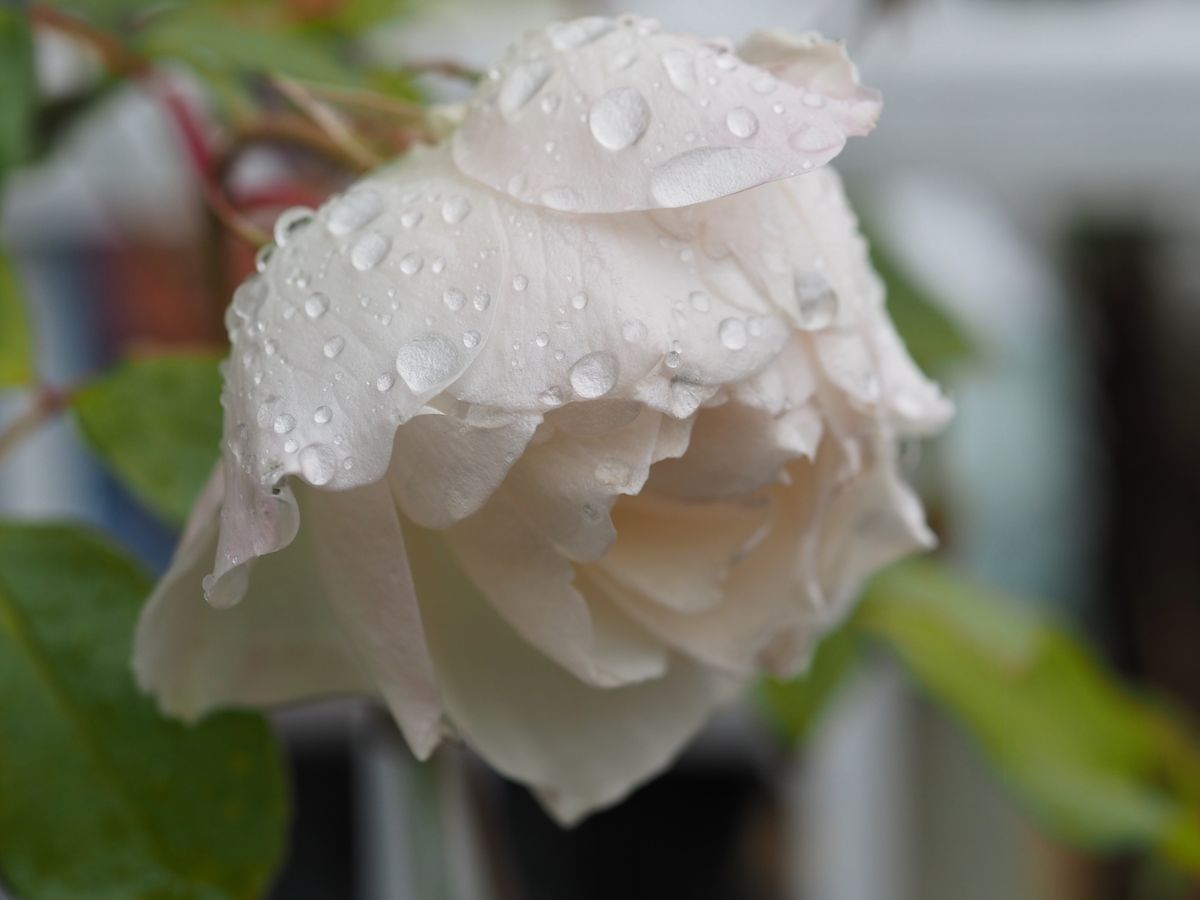 雨が上がり…