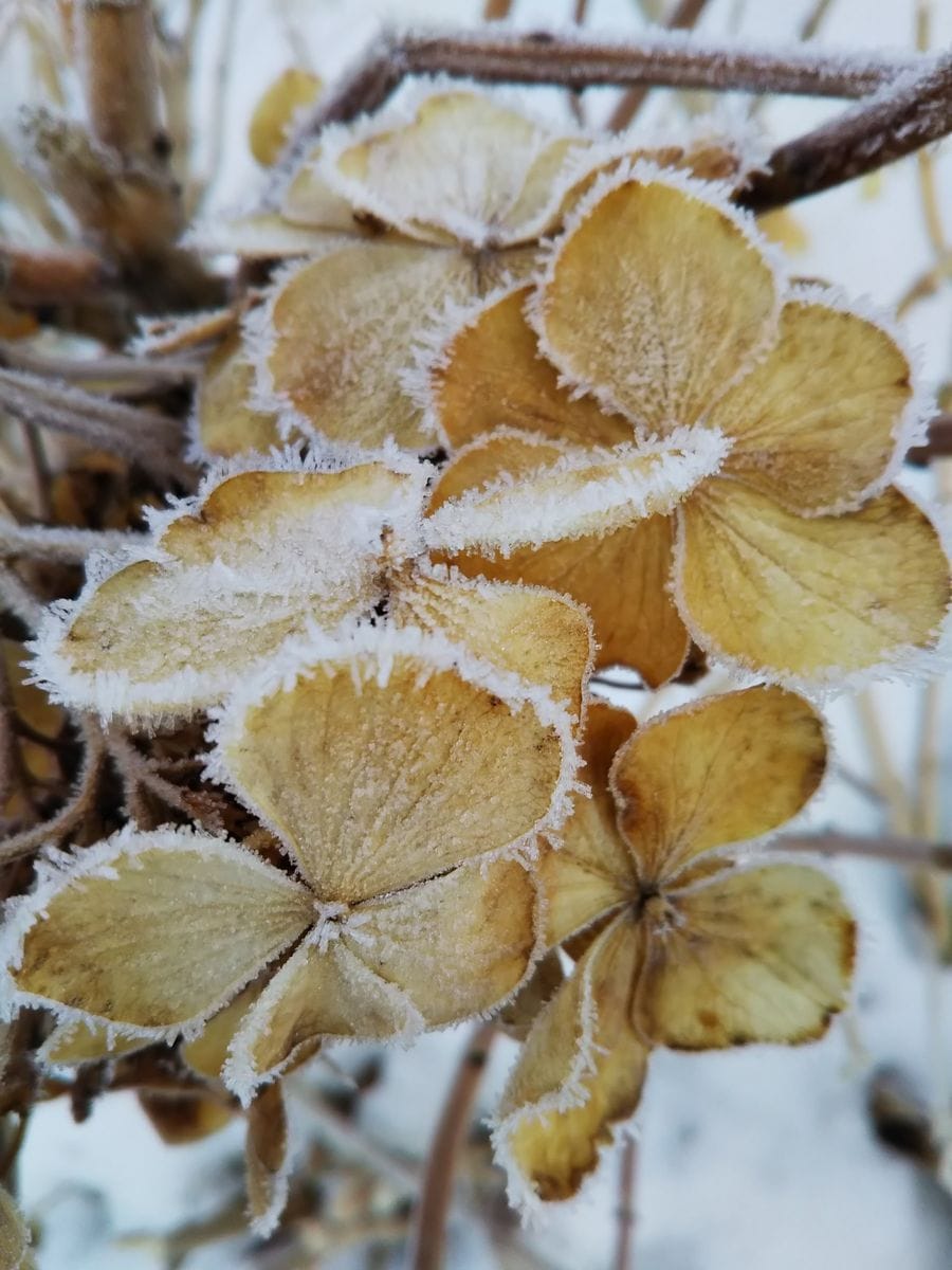 ❄️霜かな⁉️