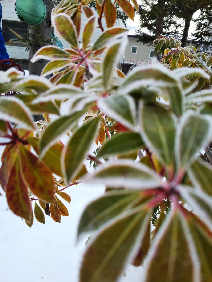 ❄️霜かな⁉️