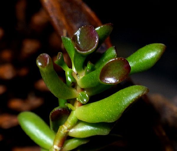 宇宙の木～多肉植物