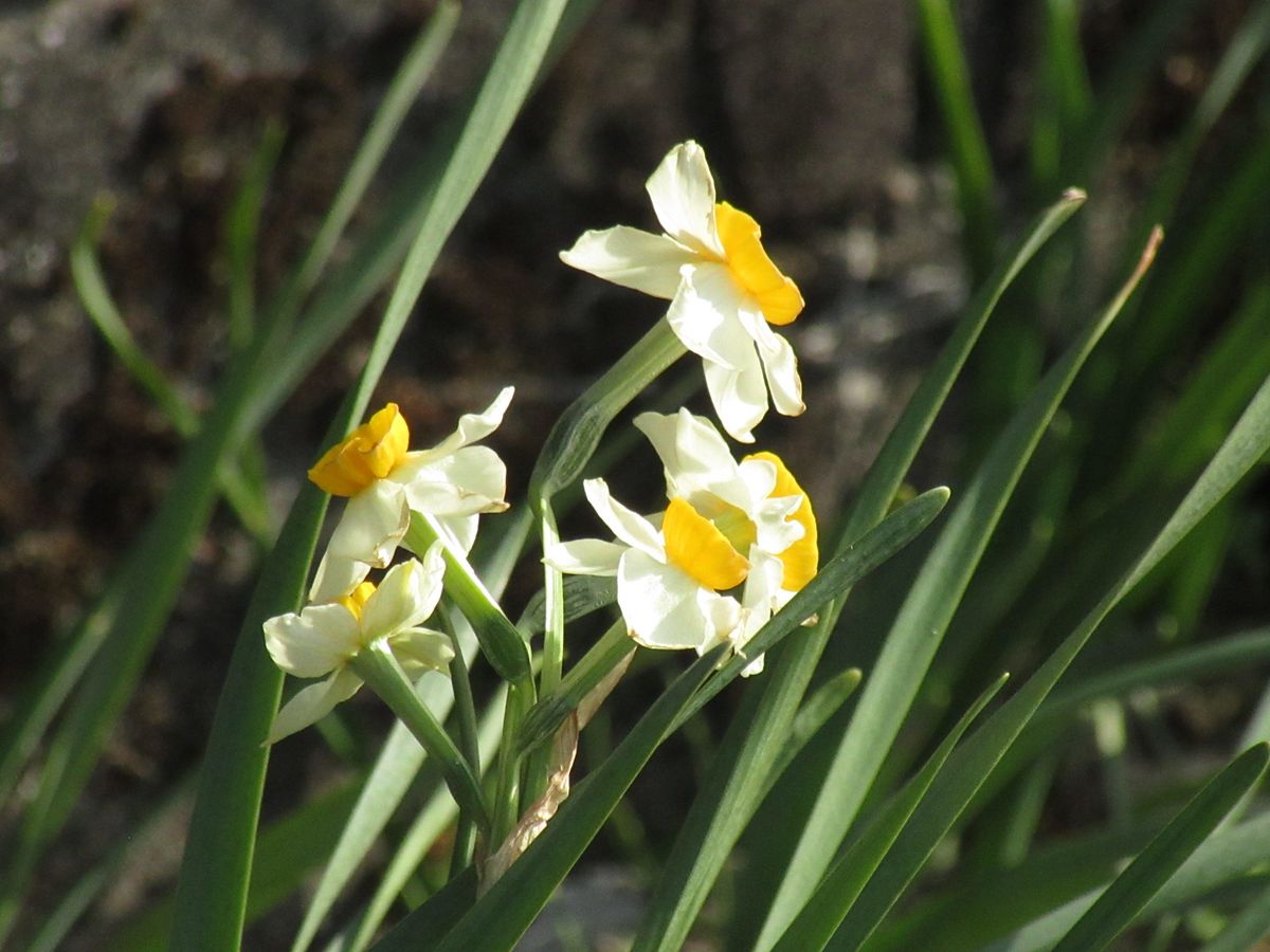 由愛(ゆめ)の花日記♪