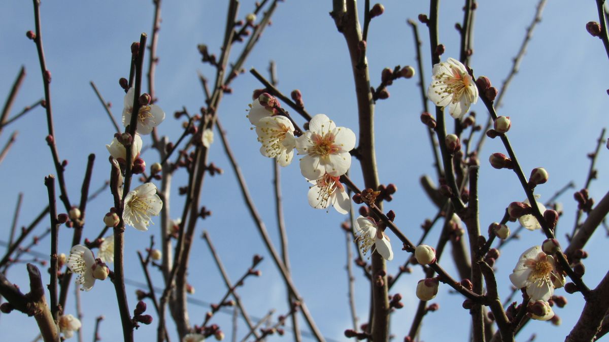 梅畑の花情報