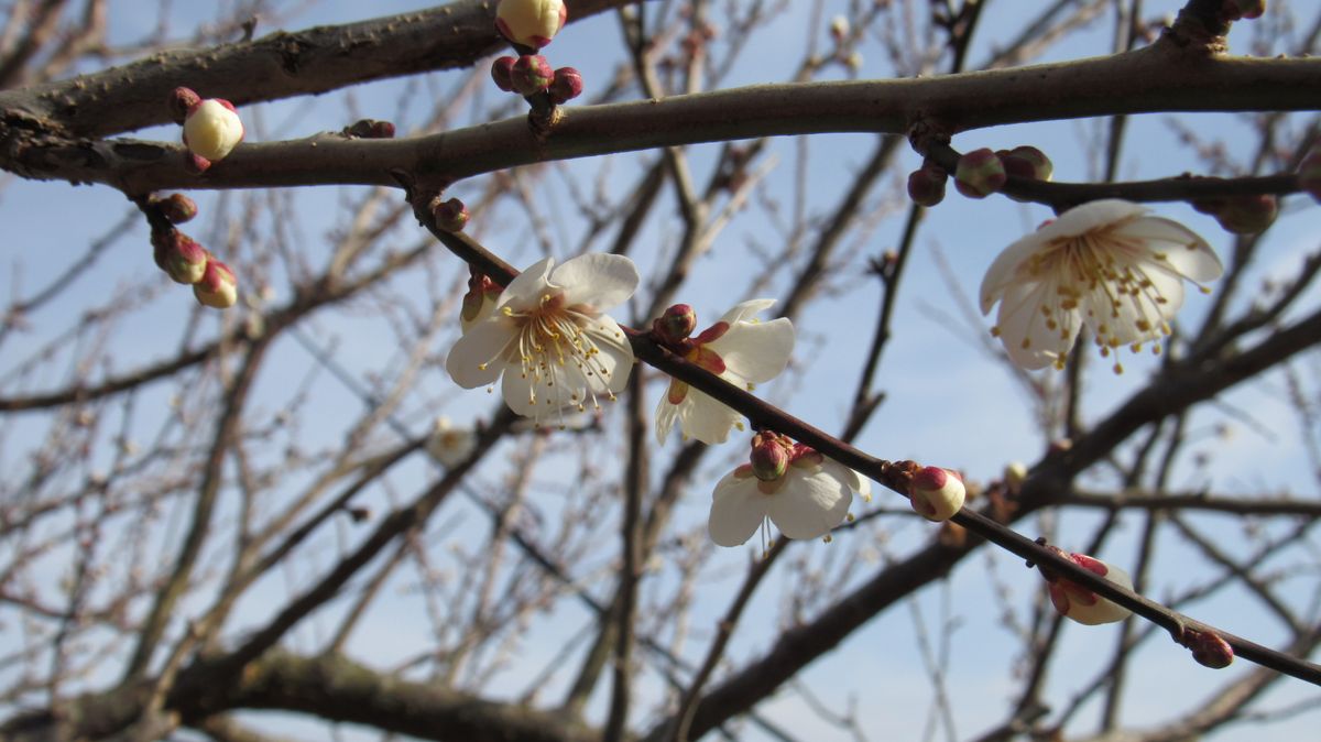 梅畑の花情報