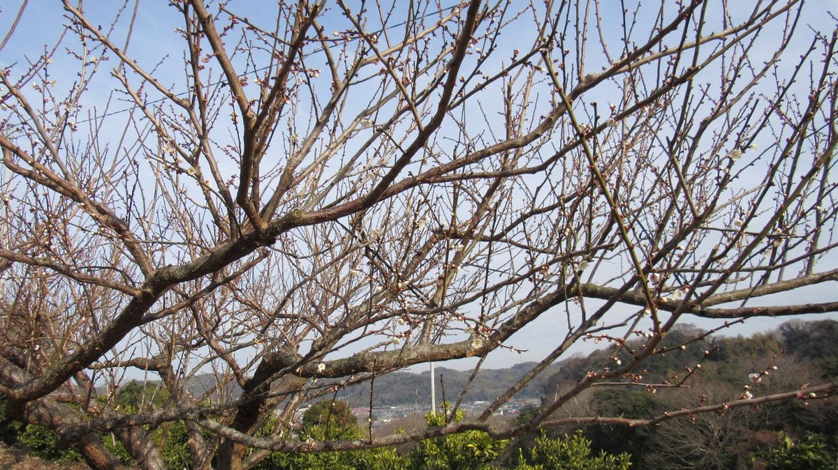 梅畑の花情報