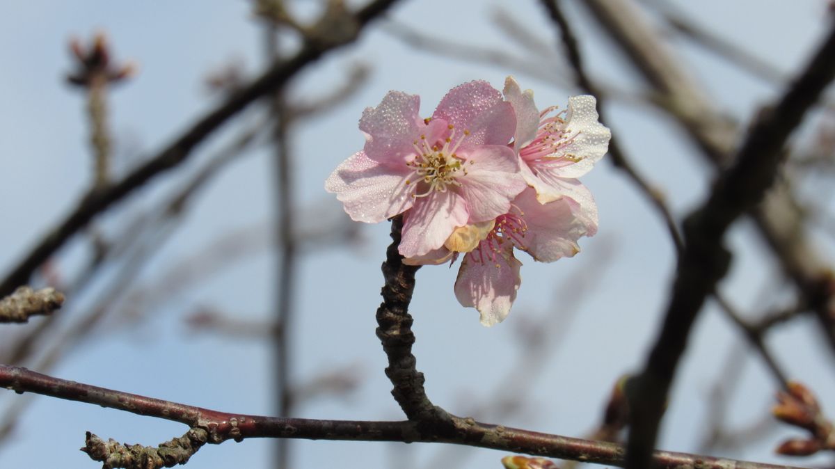 スイセン農道の桜