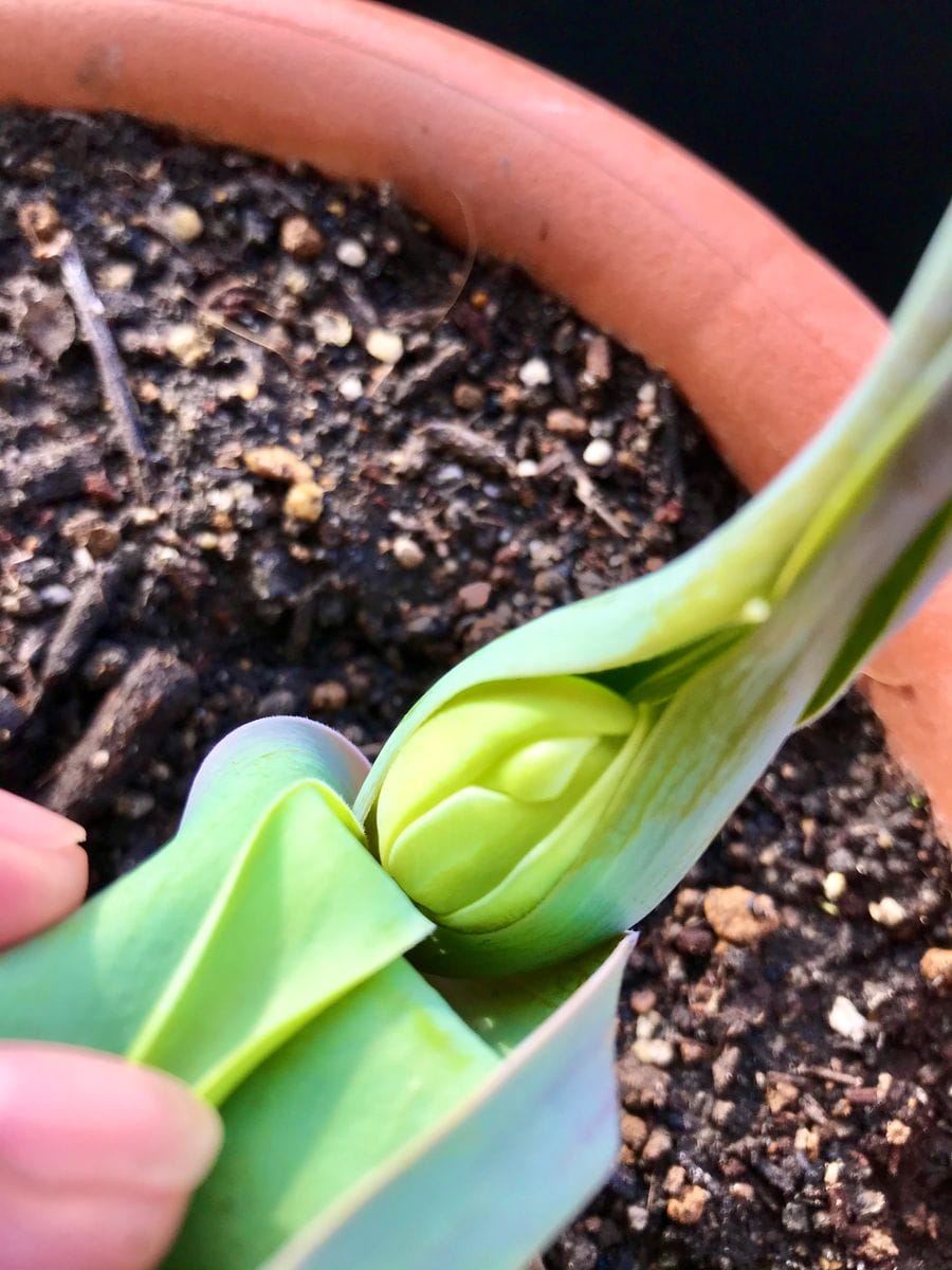 チューリップに花芽が付きました🌷