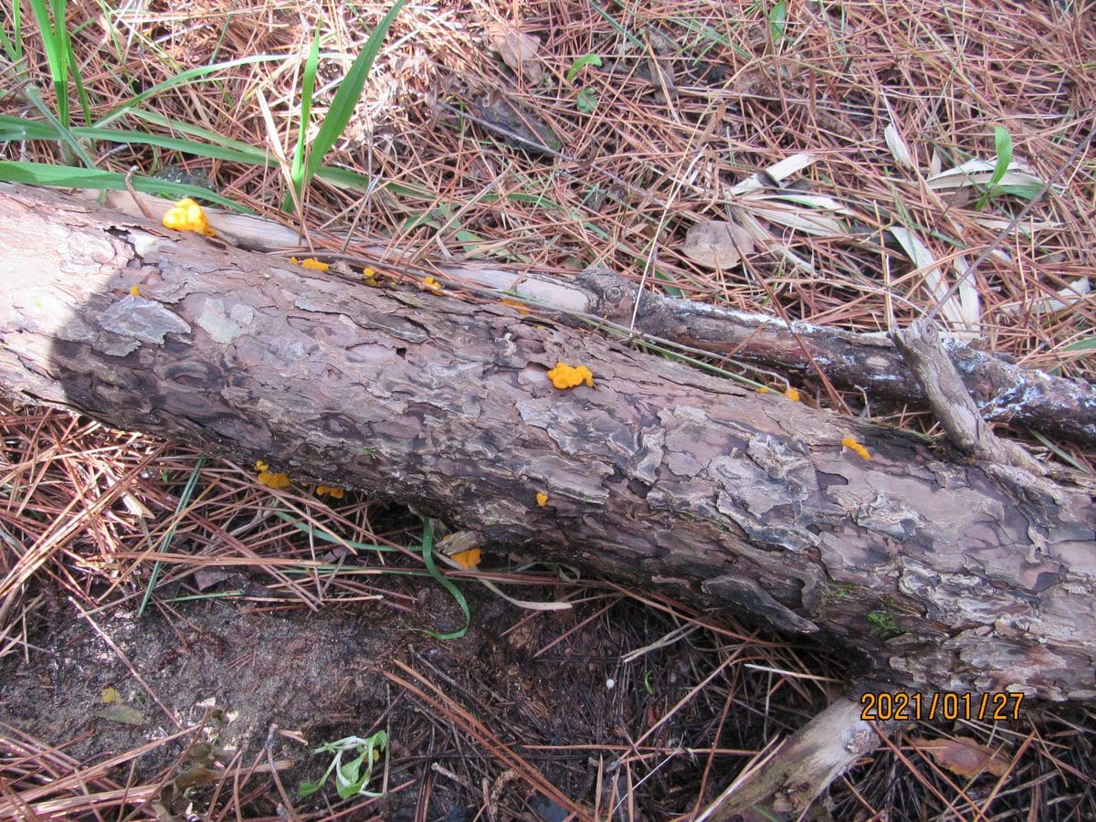 浜辺の散歩 ①　2012.1.27 　黄金膠茸？