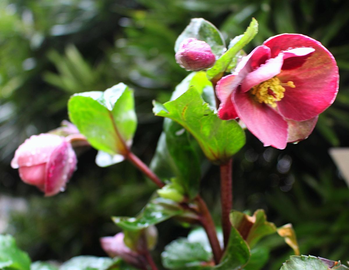 氷の薔薇の初花