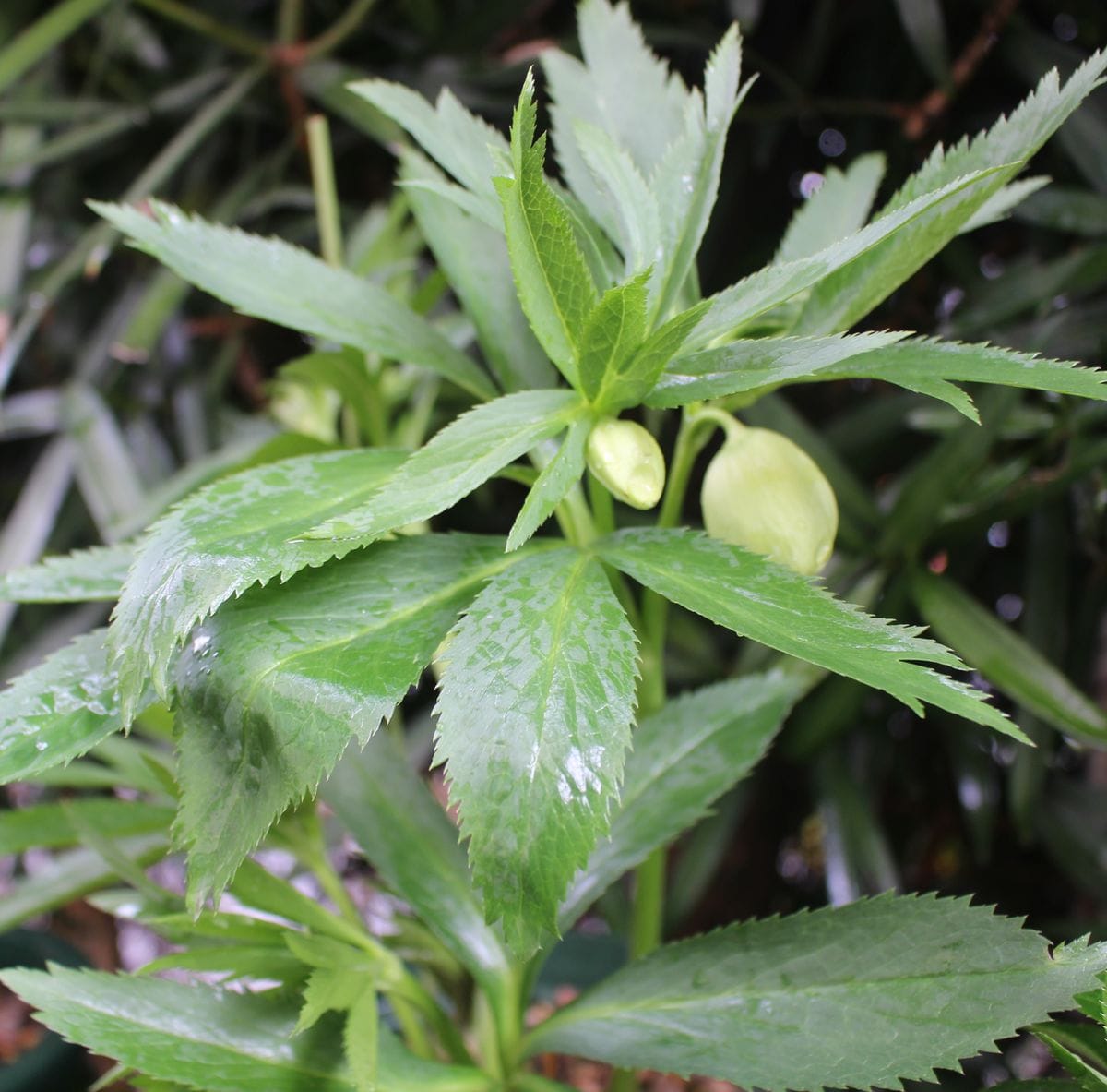 氷の薔薇の初花