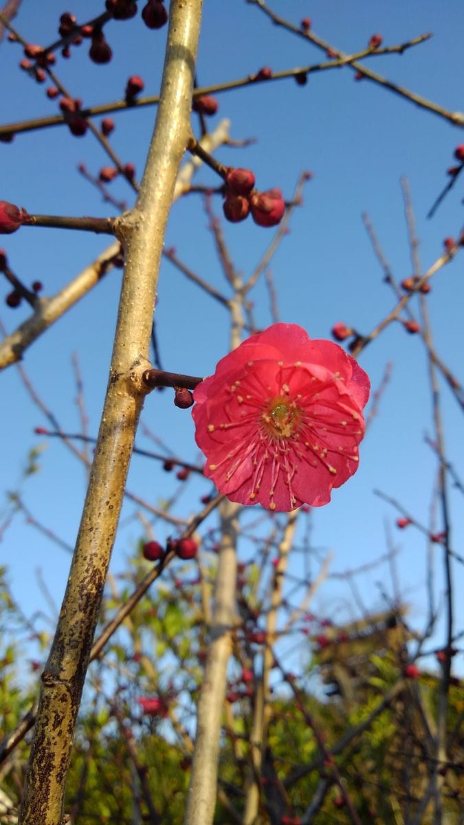 紅白うめ合戦と