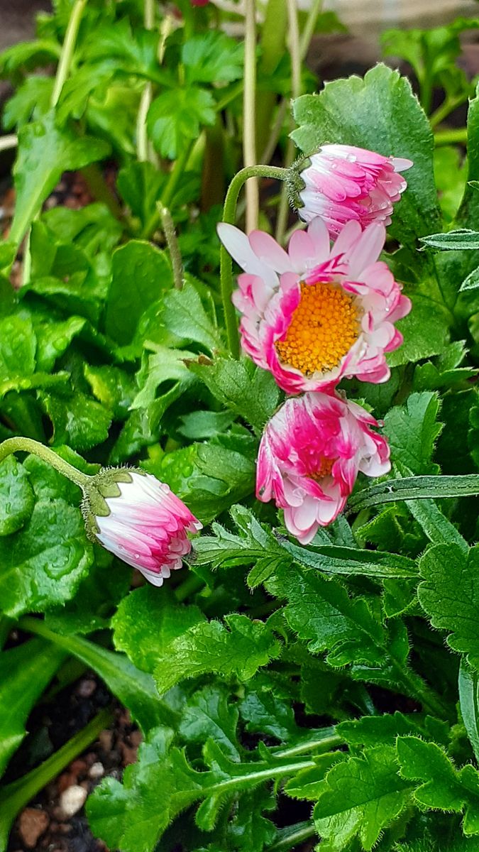 ふくおかルーバルガーデン3～冬❄️👹❄️の***  庭便り～春の草花🌸を迎えたくて～💕❗