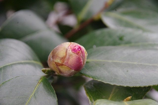 蕾や花芽は楽しいね