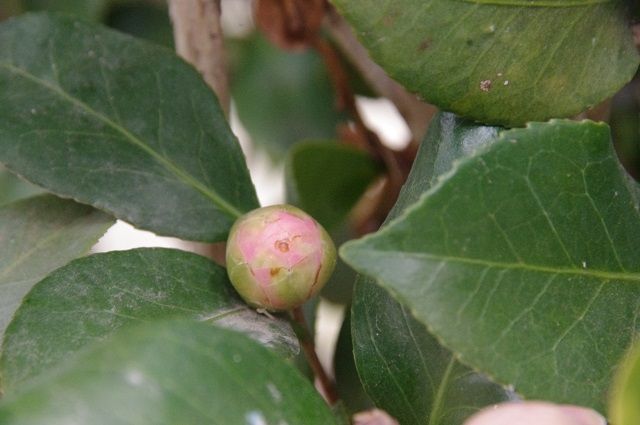 蕾や花芽は楽しいね