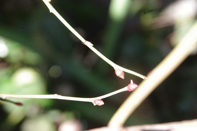 蕾や花芽は楽しいね