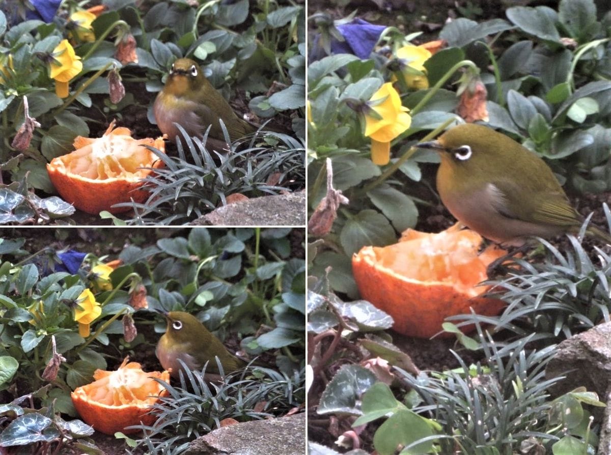 今日の🐦メジロと🐦ヒヨドリくん