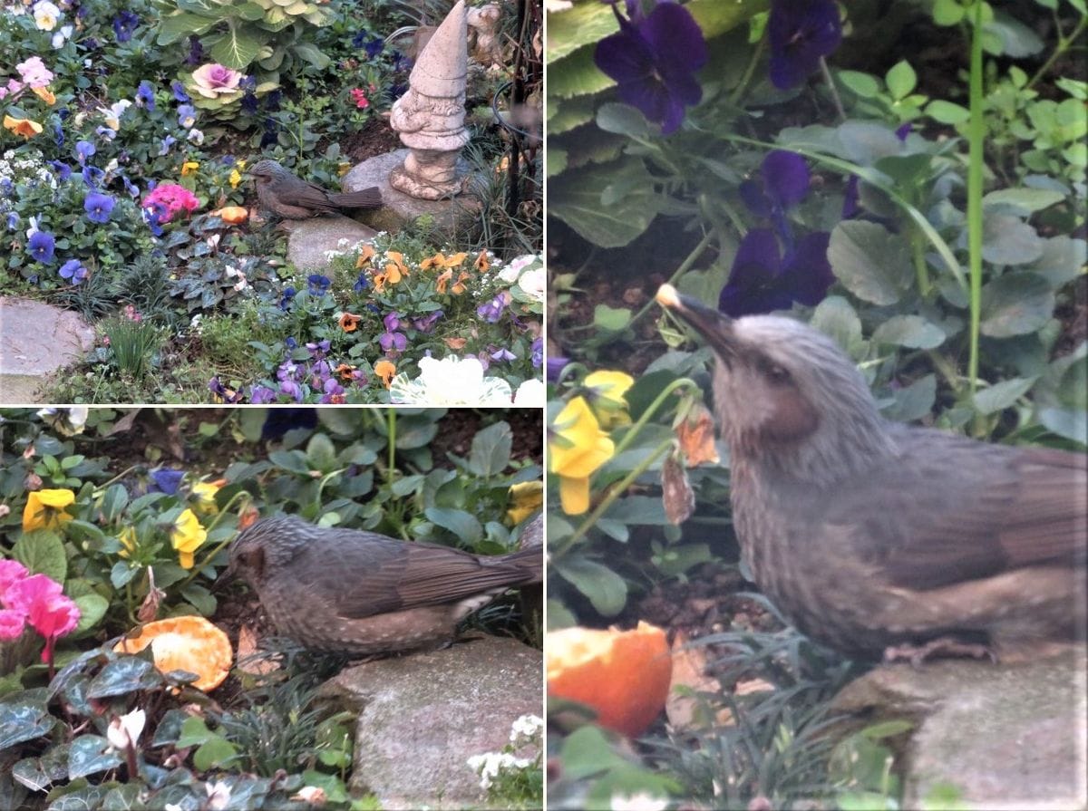 今日の🐦メジロと🐦ヒヨドリくん