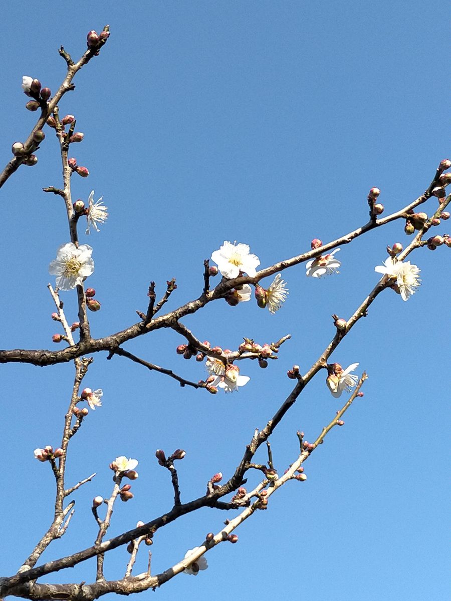 小梅が開花し始めました。