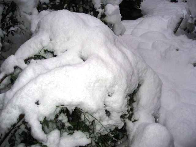 やっぱり　積雪！