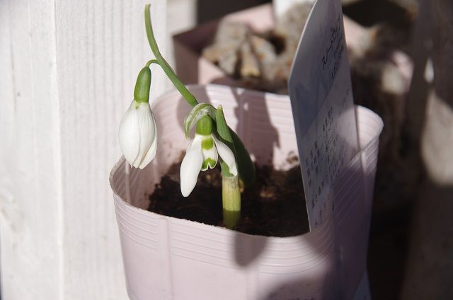 お花に癒されたい