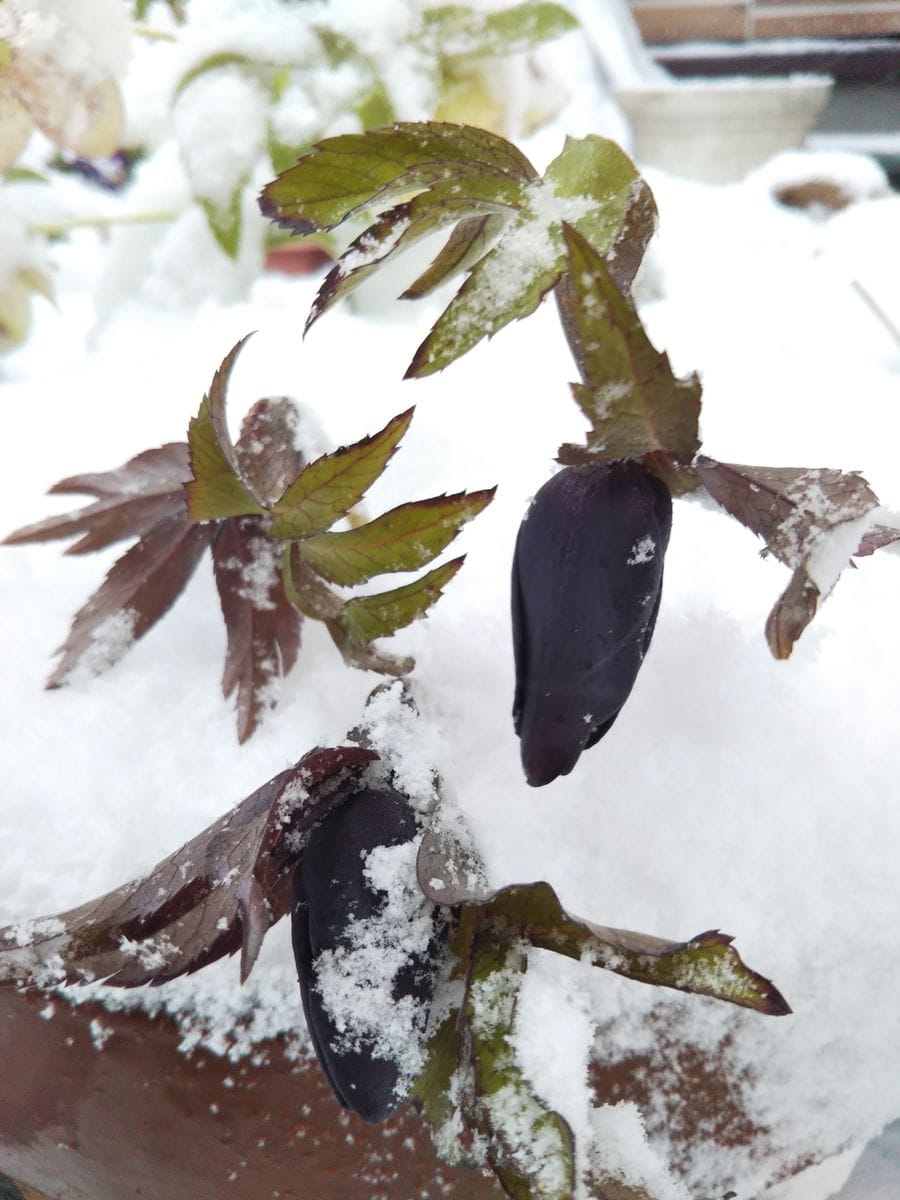 雪が積もってきた😔