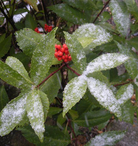 初雪です。