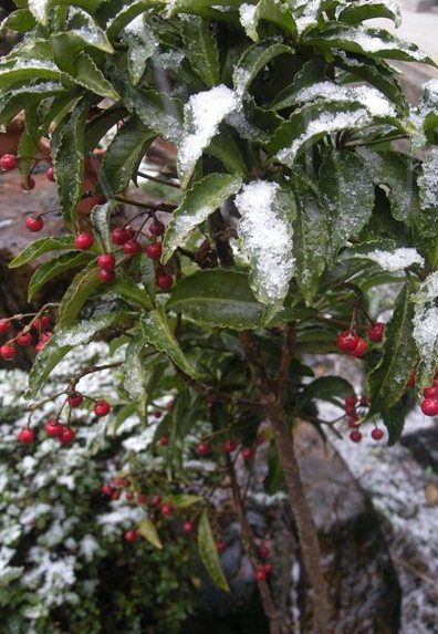 初雪です。