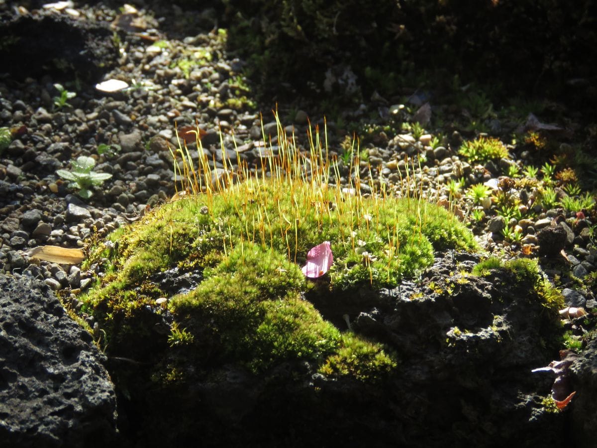 けさの苔庭