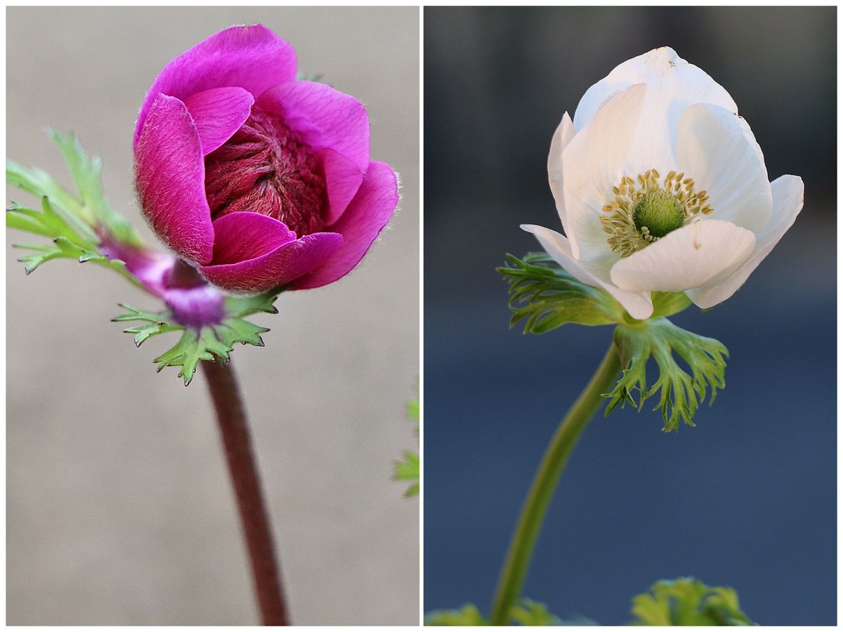 木の芽時というには早過ぎますね