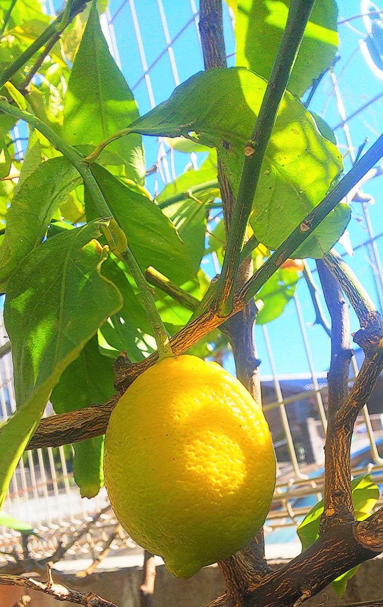 青空のレモン🍋