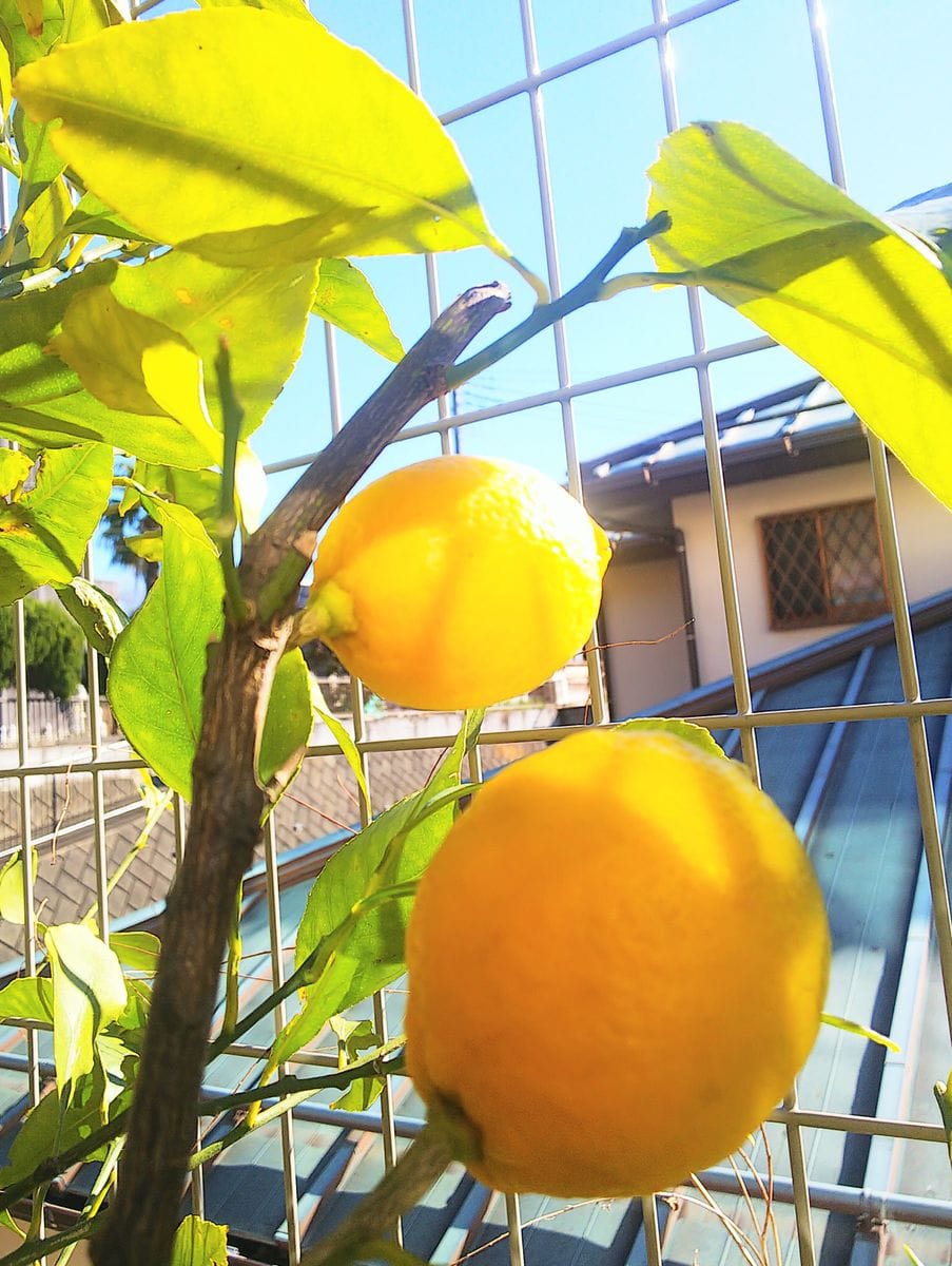 青空のレモン🍋