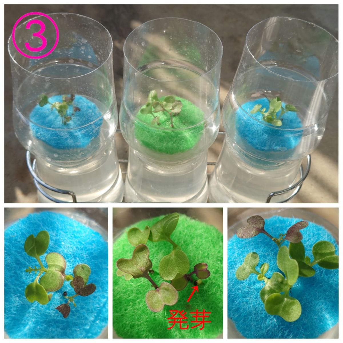 ダブルデッカーと水耕栽培🥬14日目