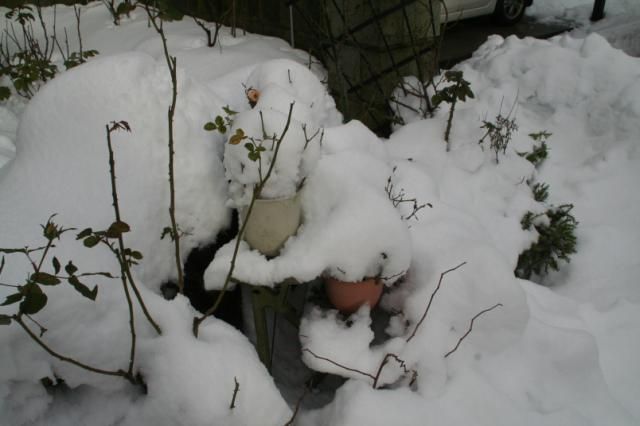 雪が降って・・・・・・埋まりました