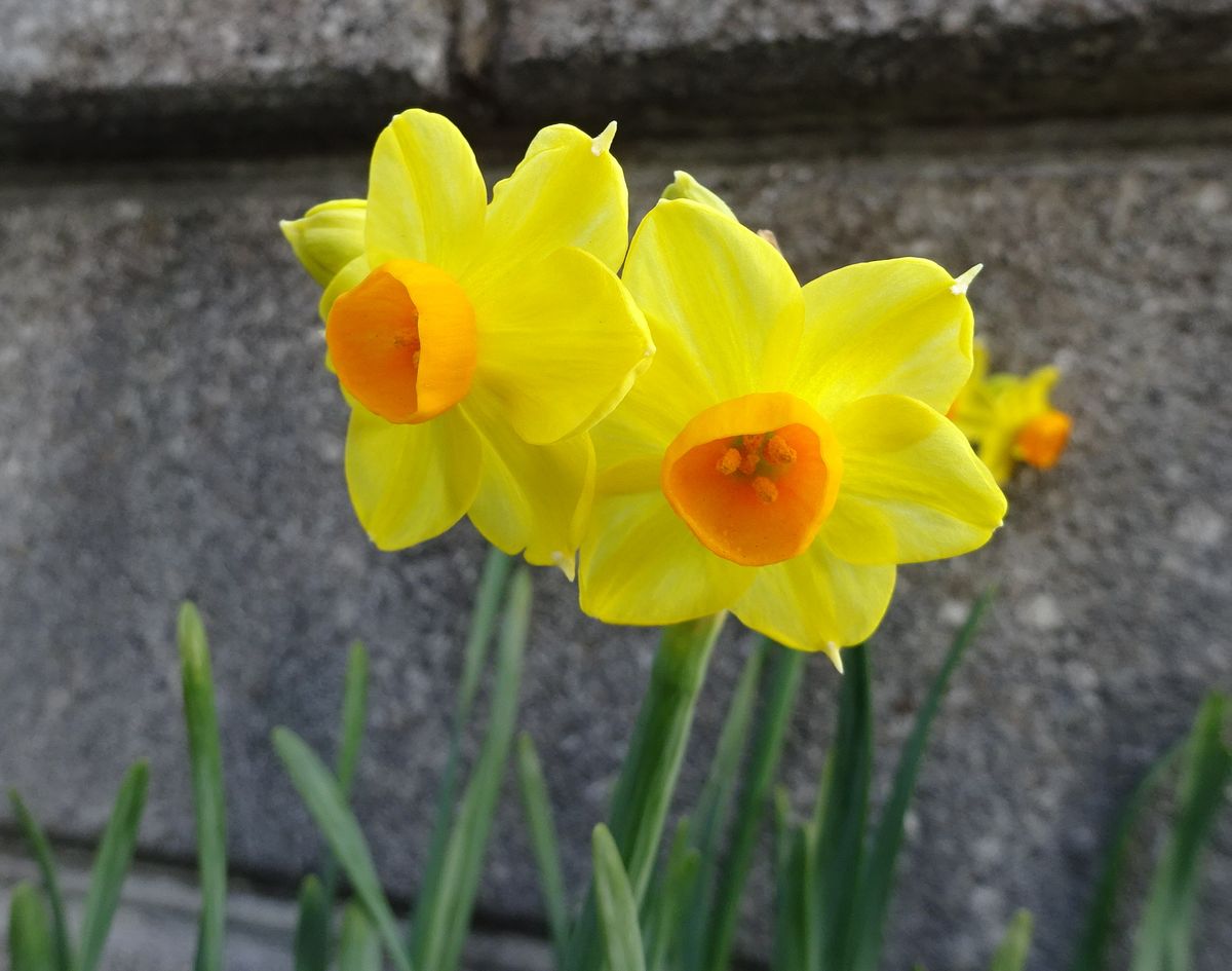 花それぞれに