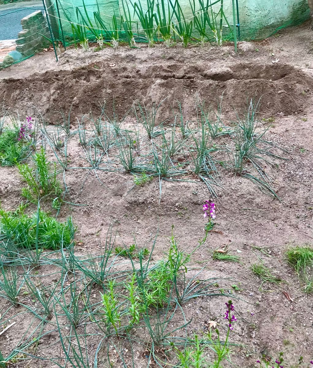 庭の小さな畑🌱