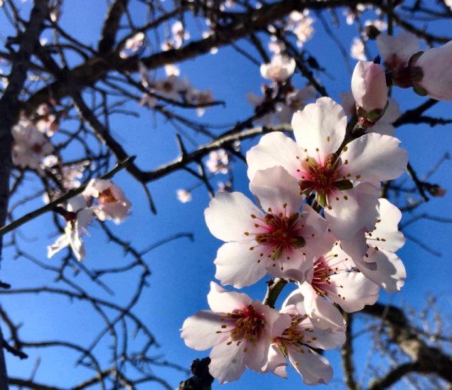 アーモンドの花はいつ咲くのかな