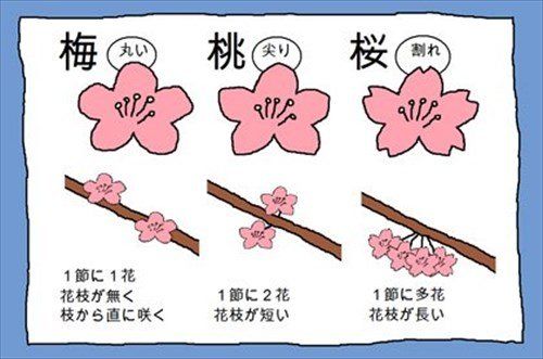 アーモンドの花はいつ咲くのかな