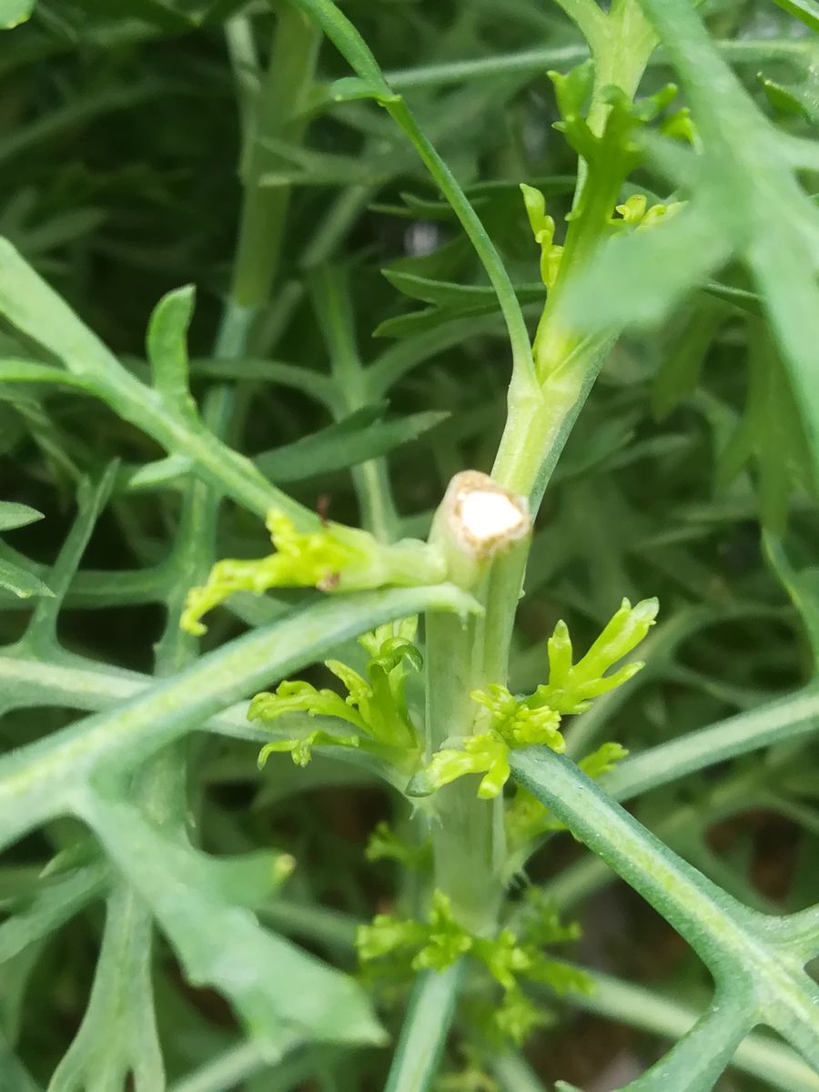 ボンザマーガレット❇️寒波後