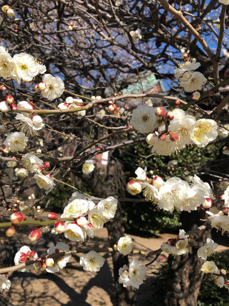 駒込の吉祥寺