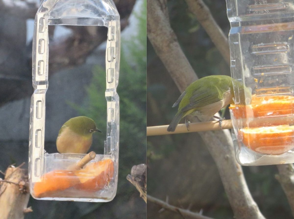 今日も🐦メジロくん🐦🐦🐦