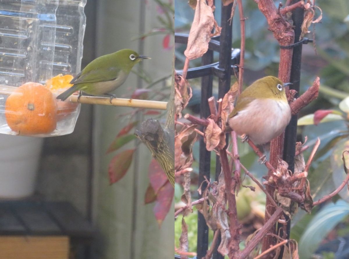 今日も🐦メジロくん🐦🐦🐦