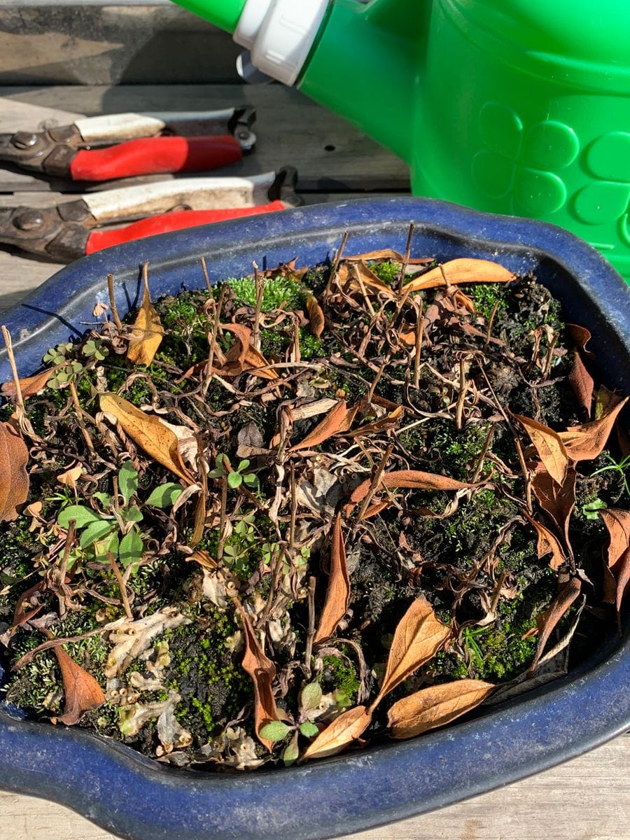 鷺草の植え替え