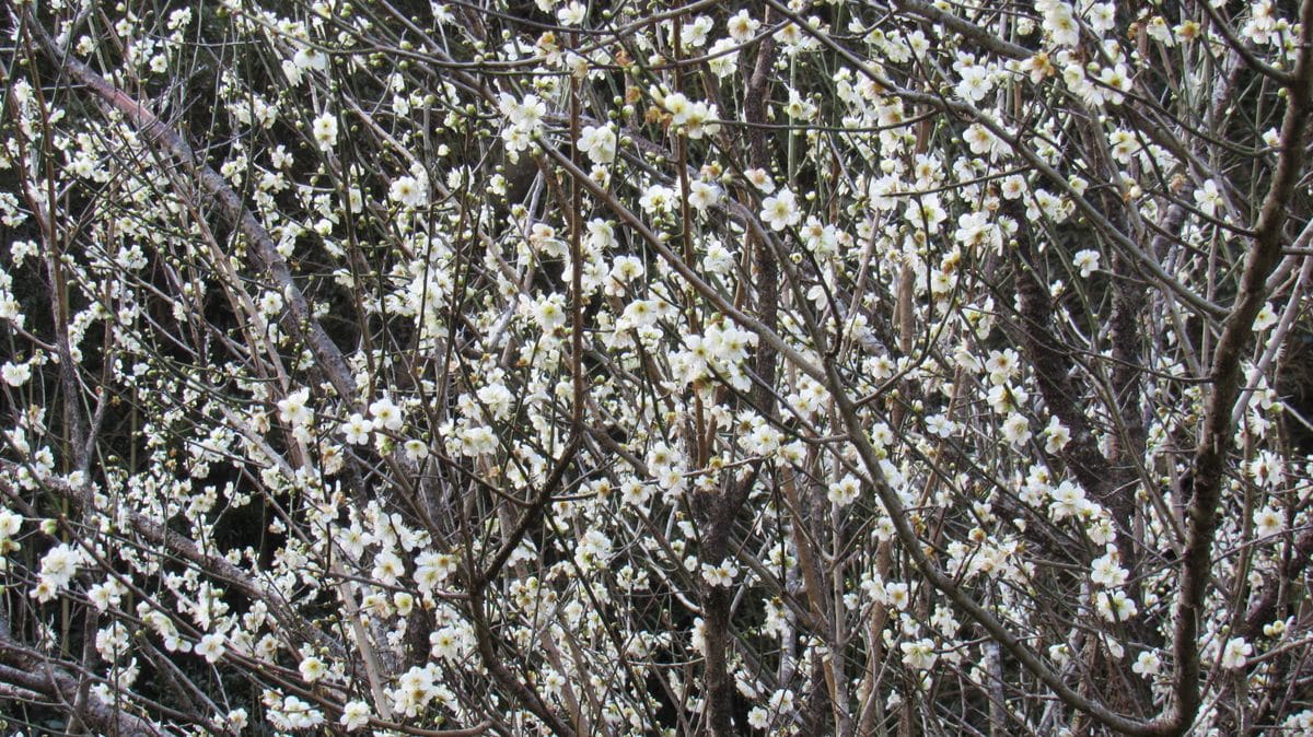 梅は咲いたか桜はまだかいな～(^^♪2⃣