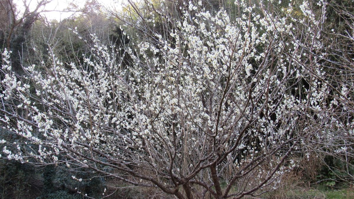 梅は咲いたか桜はまだかいな～(^^♪2⃣