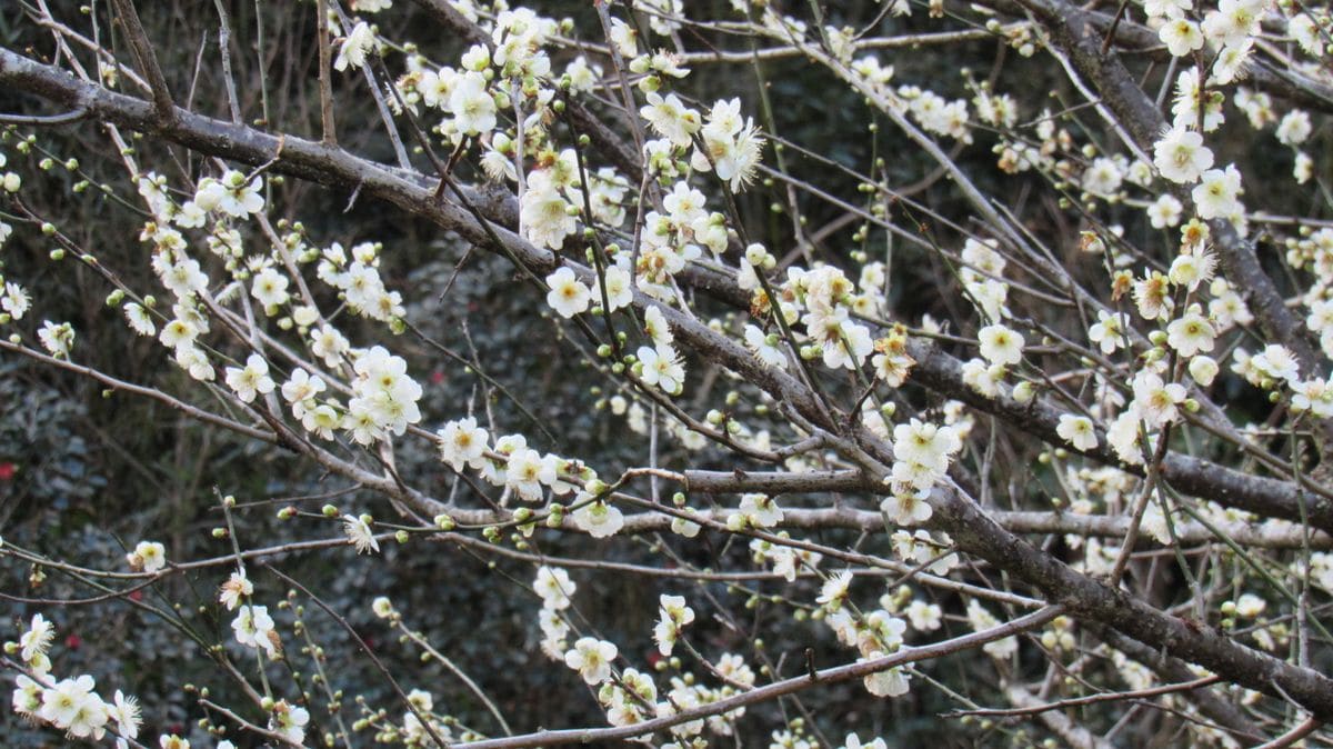 梅は咲いたか桜はまだかいな～(^^♪2⃣