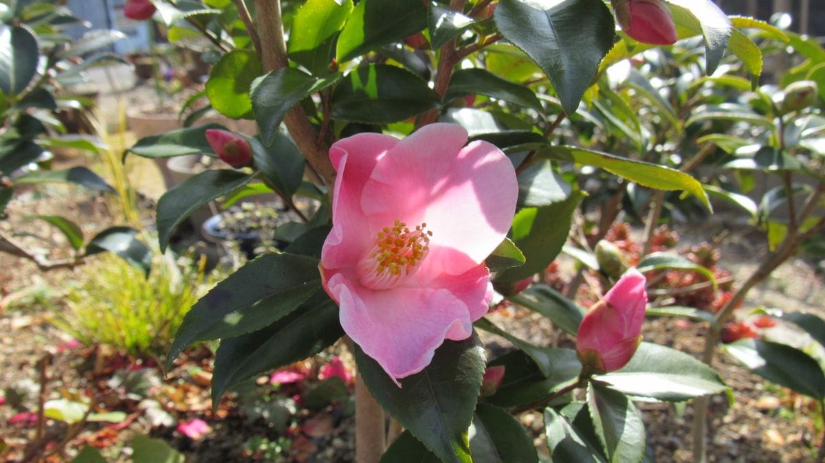 椿🌸今年🌸初花